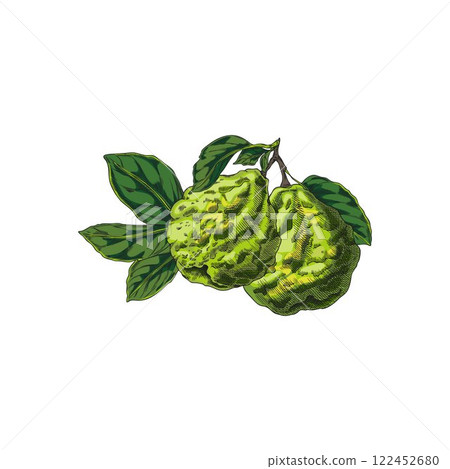 Vector illustration of two bergamot fruits on a branch with leaves. Hand drawn. 122452680