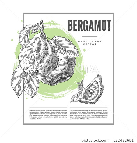Illustration of poster with bergamot fruit with leaves, whole and slice in rectangular frame. Illustration of poster with bergamot fruit with leaves, whole and slice in rectangular frame. 122452691