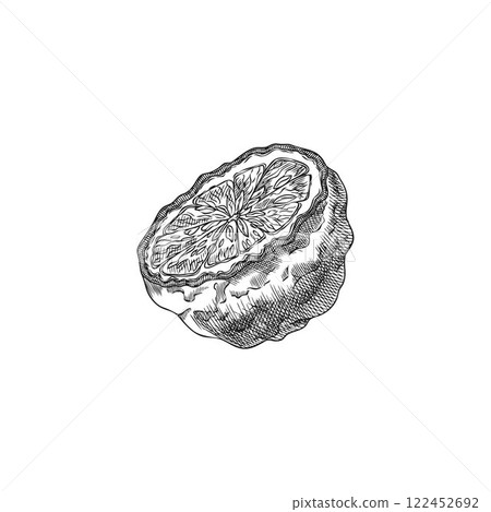 Bergamot fruit half cut engraved sketch, vector hand drawn ripe Kaffir lime fruit, farm organic juicy citrus food plant 122452692