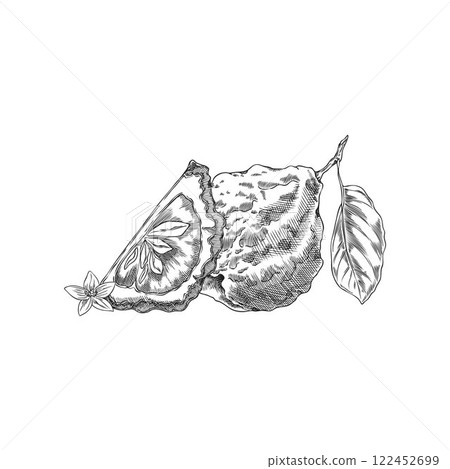 Vector illustration sketch of citrus whole fruit and slice with leaves and flower. Vector illustration sketch of citrus whole fruit and slice with leaves and flower. 122452699