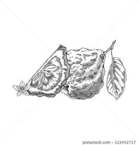 Bergamot fruit, flower and leaf vector engraved sketch, hand drawn ripe Kaffir lime fruit whole, slice, citrus plant 122452717