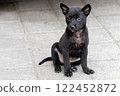 Black puppy on the street 122452872