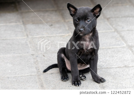 Black puppy on the street Black puppy on the street 122452872