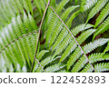 Fern leaves 122452893