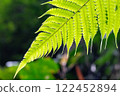 Fern leaves 122452894
