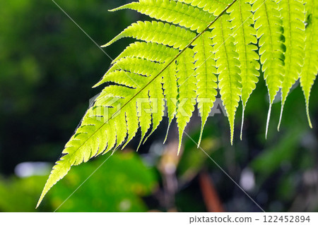 Fern leaves Fern leaves 122452894