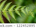 Fern leaves 122452895