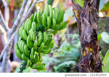 Banana tree 122452950
