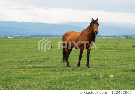 Modern animal livestock. Horse grazing in green field grassland farm countryside background. Horse in meadow chewing grass outdoor. Horse on green pasture in natural eco farm Modern animal livestock. Horse grazing in green field grassland farm countryside background. Horse in meadow chewing grass outdoor. Horse on green pasture in natural eco farm 122452965