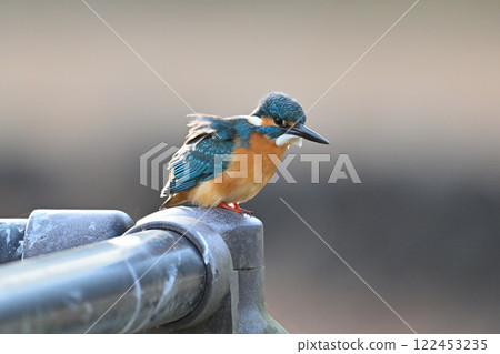 翠鳥棲息在樹枝上 122453235