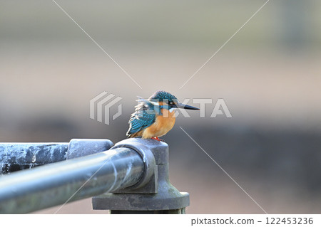 翠鳥棲息在樹枝上 122453236