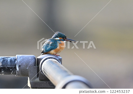 翠鳥棲息在樹枝上 122453237