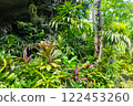 Tropical landscape 122453260
