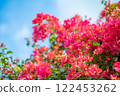 Landscape with Bougainvillea 122453262