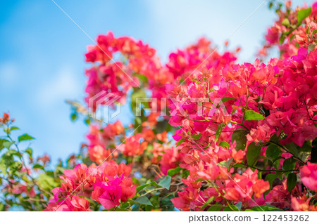 Landscape with Bougainvillea Landscape with Bougainvillea 122453262