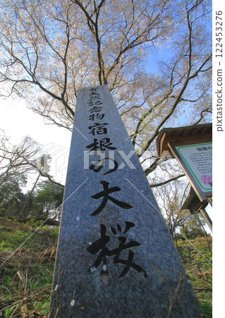 宿根櫻花 122453276