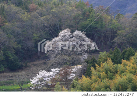 宿根櫻花 122453277