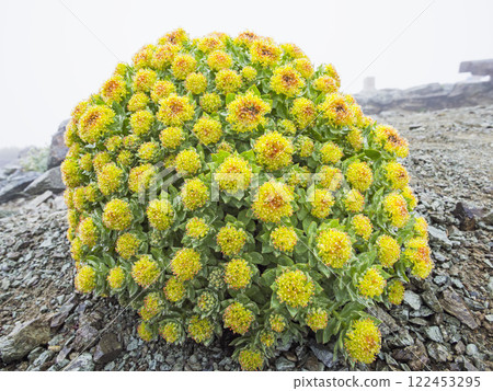 Rhodiola rosea blooming on the summit of Mt. Kitadake Rhodiola rosea blooming on the summit of Mt. Kitadake 122453295