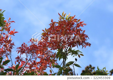 Autumn leaves of Akinile Autumn leaves of Akinile 122453309