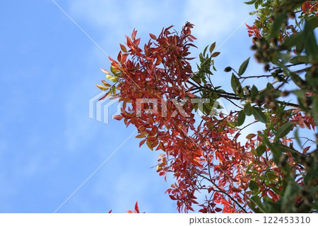 Autumn leaves of Akinile Autumn leaves of Akinile 122453310