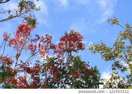 Autumn leaves of Akinile Autumn leaves of Akinile 122453312
