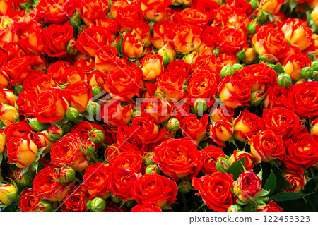 Bouquet of fresh red-yellow roses. Colorful floral background. Bouquet of fresh red-yellow roses. Colorful floral background. 122453323