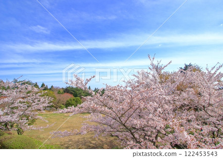 Cherry blossoms blooming on Mount Noro in spring 122453543
