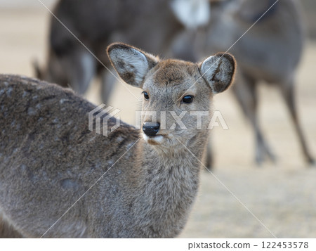 Fawns living in Nara Park in winter Fawns living in Nara Park in winter 122453578