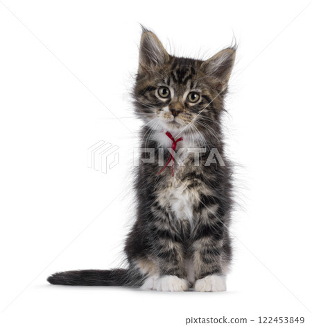 Maine Coon kittens on white background 122453849