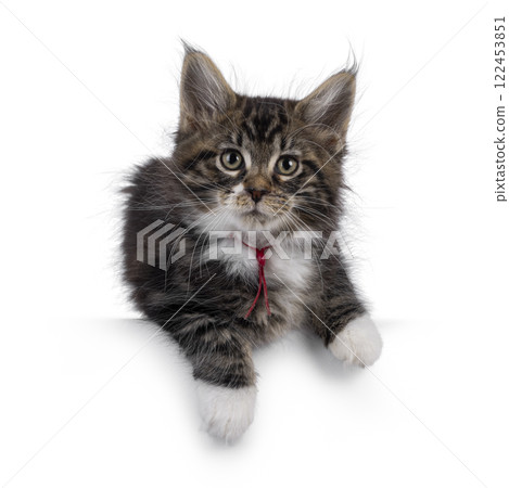 Maine Coon kittens on white background Maine Coon kittens on white background 122453851
