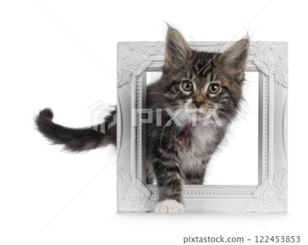 Maine Coon kittens on white background 122453853