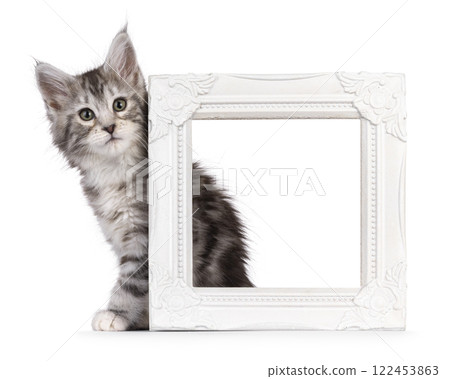 Maine Coon kittens on white background 122453863