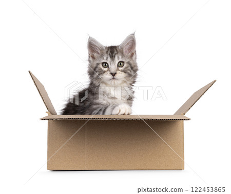 Maine Coon kittens on white background Maine Coon kittens on white background 122453865