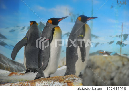 King penguin standing King penguin standing 122453918