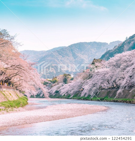 Spring cherry blossom trees and lake 122454291