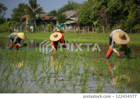 female farmer plants rice on a sunny day in rural Thailand. female farmer plants rice on a sunny day in rural Thailand. 122454377