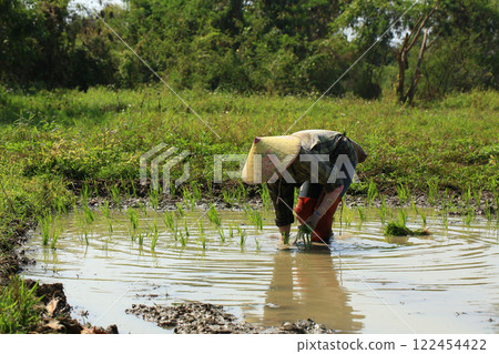 female farmer plants rice on a sunny day in rural Thailand. female farmer plants rice on a sunny day in rural Thailand. 122454422