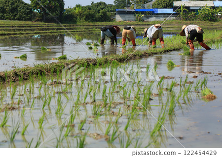 female farmer plants rice on a sunny day in rural Thailand. female farmer plants rice on a sunny day in rural Thailand. 122454429