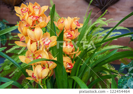 Yellow cymbidium 122454464
