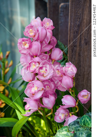Pink cymbidium Pink cymbidium 122454467