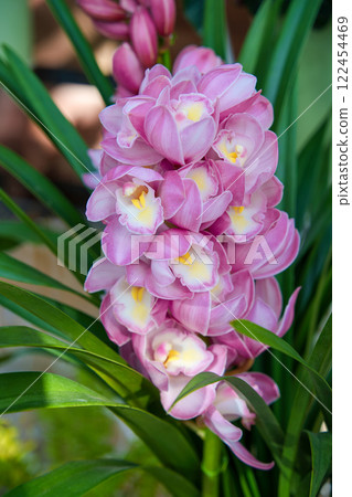Pink cymbidium Pink cymbidium 122454469