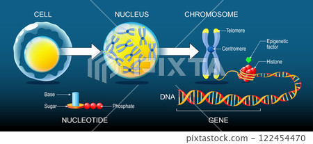 DNA structure. Organization and packaging of genetic material in Chromosome DNA structure. Organization and packaging of genetic material in Chromosome 122454470
