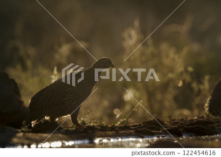 Natal francolin in Greater Kruger National park, South Africa Natal francolin in Greater Kruger National park, South Africa 122454616
