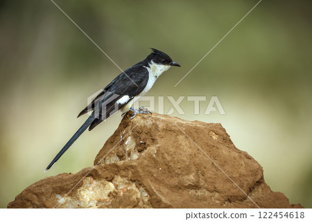 Pied Cuckoo in Greater Kruger National park, South Africa 122454618