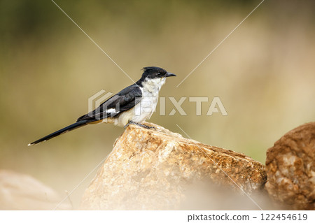 Pied Cuckoo in Greater Kruger National park, South Africa Pied Cuckoo in Greater Kruger National park, South Africa 122454619