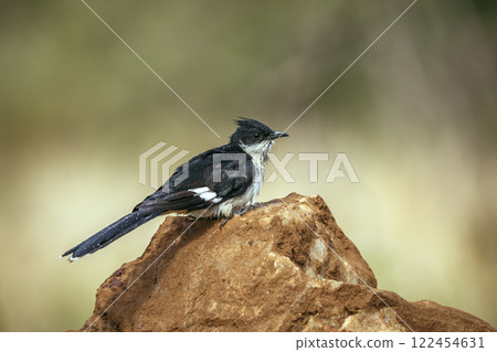 Pied Cuckoo in Greater Kruger National park, South Africa Pied Cuckoo in Greater Kruger National park, South Africa 122454631