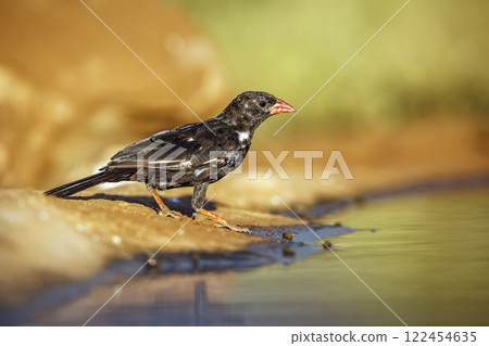 Red billed Buffalo Weaver in Greater Kruger National park, South Africa Red billed Buffalo Weaver in Greater Kruger National park, South Africa 122454635
