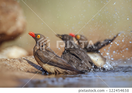 Red billed Oxpecker in Greater Kruger National park, South Africa Red billed Oxpecker in Greater Kruger National park, South Africa 122454638