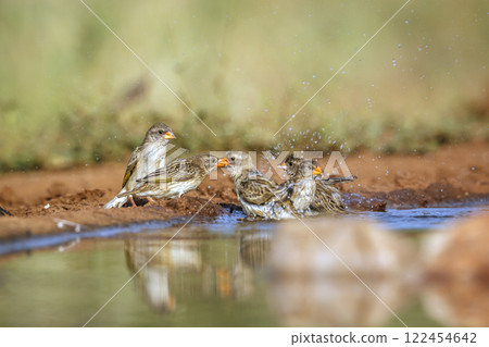 Red-billed Quelea in Greater Kruger National park, South Africa Red-billed Quelea in Greater Kruger National park, South Africa 122454642