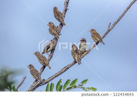 Red-billed Quelea in Greater Kruger National park, South Africa Red-billed Quelea in Greater Kruger National park, South Africa 122454643